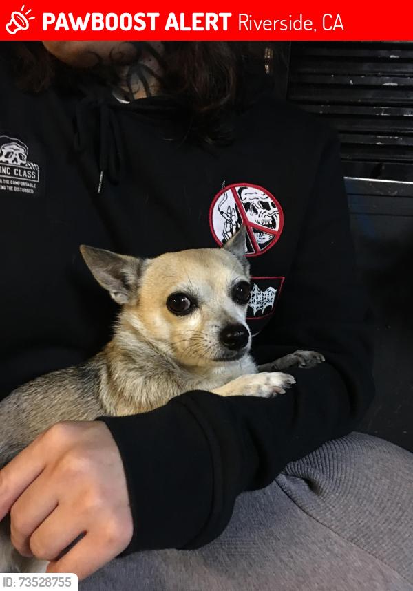 Lost Male Dog last seen Columbia ave & main st, Riverside, CA 92501