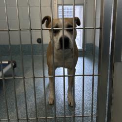 Shelter Stray Male Dog last seen , 980 Guilford College Rd, Greensboro, NC 27409, USA