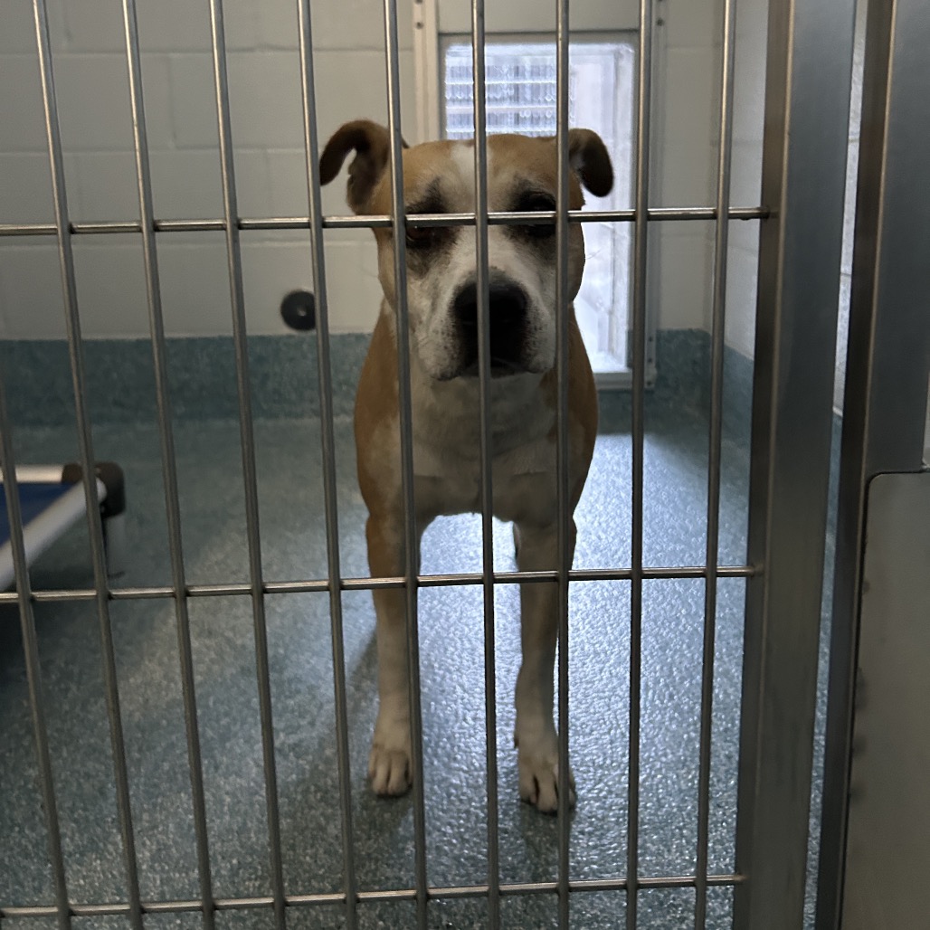Shelter Stray Male Dog last seen , 980 Guilford College Rd, Greensboro, NC 27409, USA