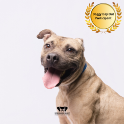 Shelter Stray Male Dog last seen , 3607 N Armenia Ave, Tampa, FL 33607, USA