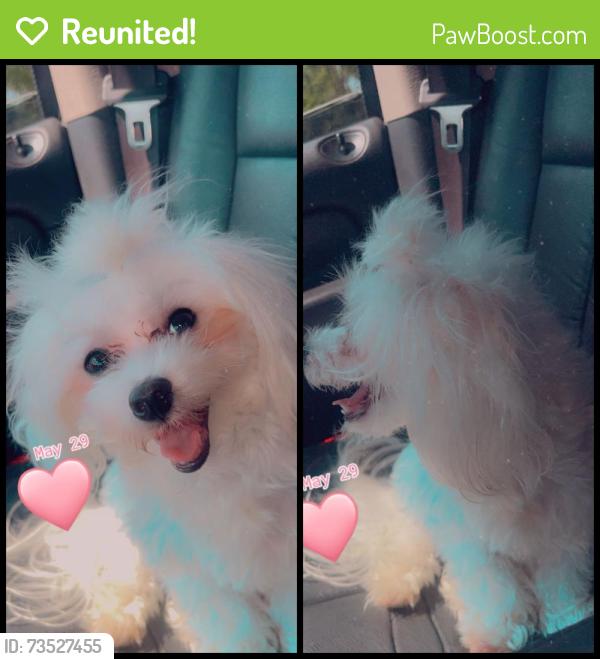 Reunited Male Dog last seen Sebastian street, Jackson, TN 38305