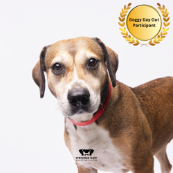 Shelter Stray Female Dog last seen , 3607 N Armenia Ave, Tampa, FL 33607, USA