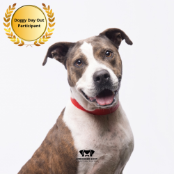 Shelter Stray Female Dog last seen , 3607 N Armenia Ave, Tampa, FL 33607, USA