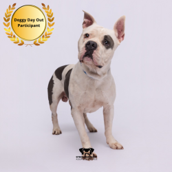 Shelter Stray Male Dog last seen , 3607 N Armenia Ave, Tampa, FL 33607, USA