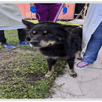 Shelter Stray Male Dog last seen , 3607 N Armenia Ave, Tampa, FL 33607, USA