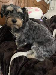 Found/Stray Female Dog last seen Miles Avenue & Clinton Street, Indio, CA 92201