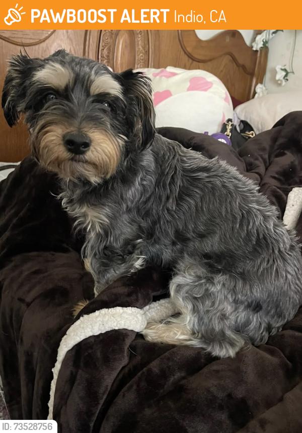 Found/Stray Female Dog last seen Miles Avenue & Clinton Street, Indio, CA 92201