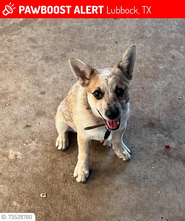 Lost Male Dog last seen By 28th Street, Lubbock, TX 79411