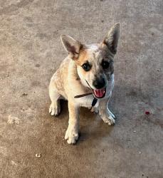 Lost Male Dog last seen By 28th Street, Lubbock, TX 79411