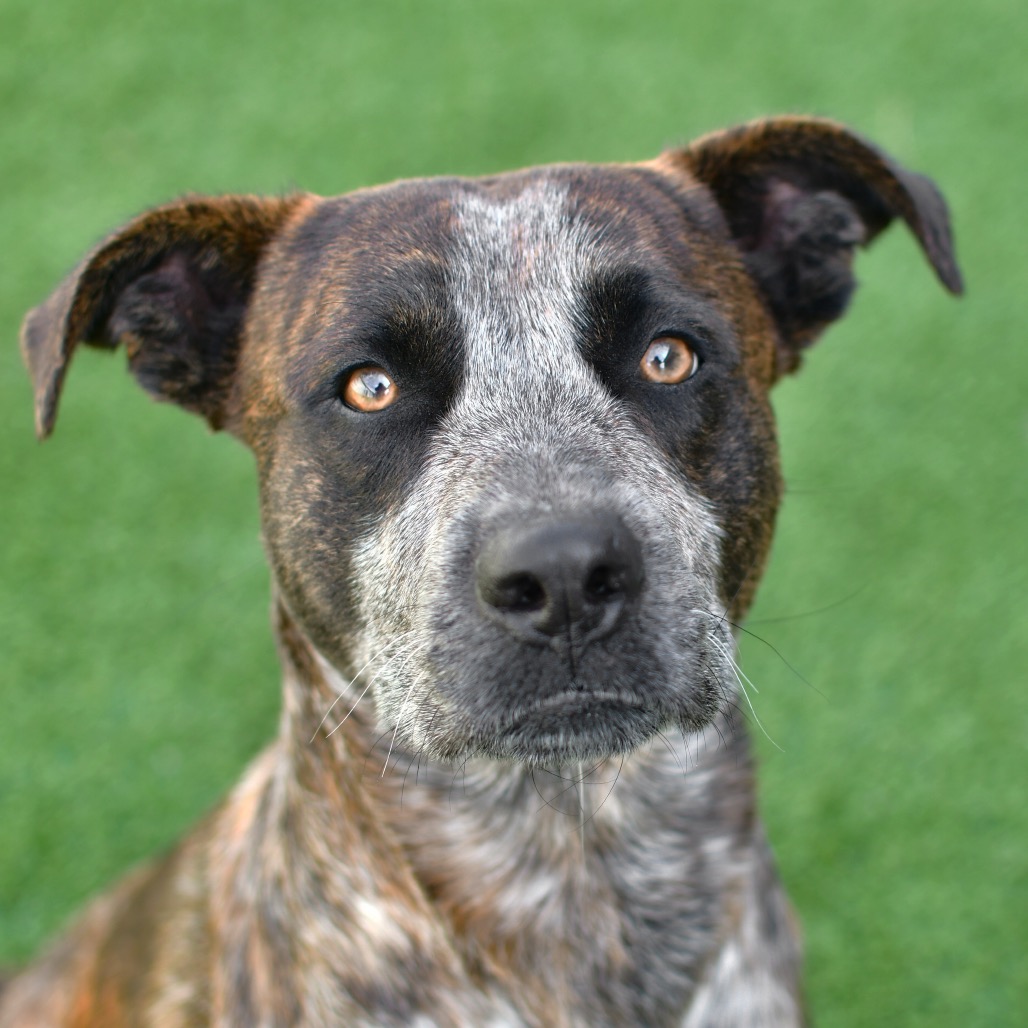 Shelter Stray Male Dog last seen , 3173 K-68 Hwy, Ottawa, KS 66067, USA