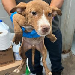 Shelter Stray Male Dog last seen , 3607 N Armenia Ave, Tampa, FL 33607, USA