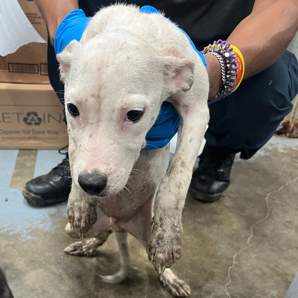 Shelter Stray Male Dog last seen , 3607 N Armenia Ave, Tampa, FL 33607, USA