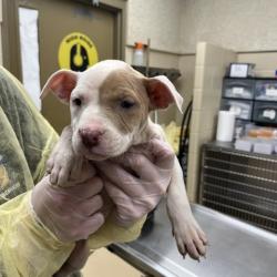 Shelter Stray Female Dog last seen , 5570 Sturmer Park Cir, Winston-Salem, NC 27105, USA