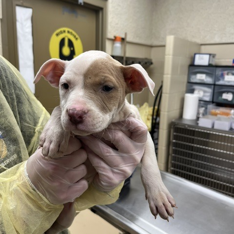 Shelter Stray Female Dog last seen , 5570 Sturmer Park Cir, Winston-Salem, NC 27105, USA