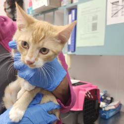 Shelter Stray Male Cat last seen , 3607 N Armenia Ave, Tampa, FL 33607, USA