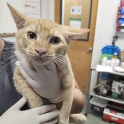 Shelter Stray Male Cat last seen , 3607 N Armenia Ave, Tampa, FL 33607, USA