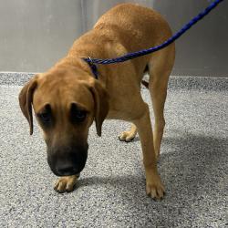 Shelter Stray Male Dog last seen , 328 Furman Hall Rd, Greenville, SC 29609, USA
