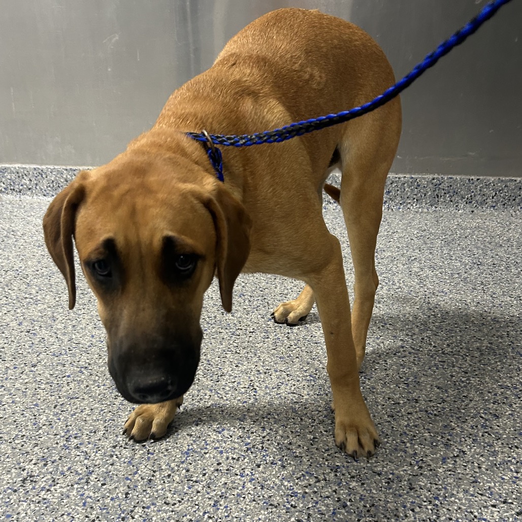 Shelter Stray Male Dog last seen , 328 Furman Hall Rd, Greenville, SC 29609, USA