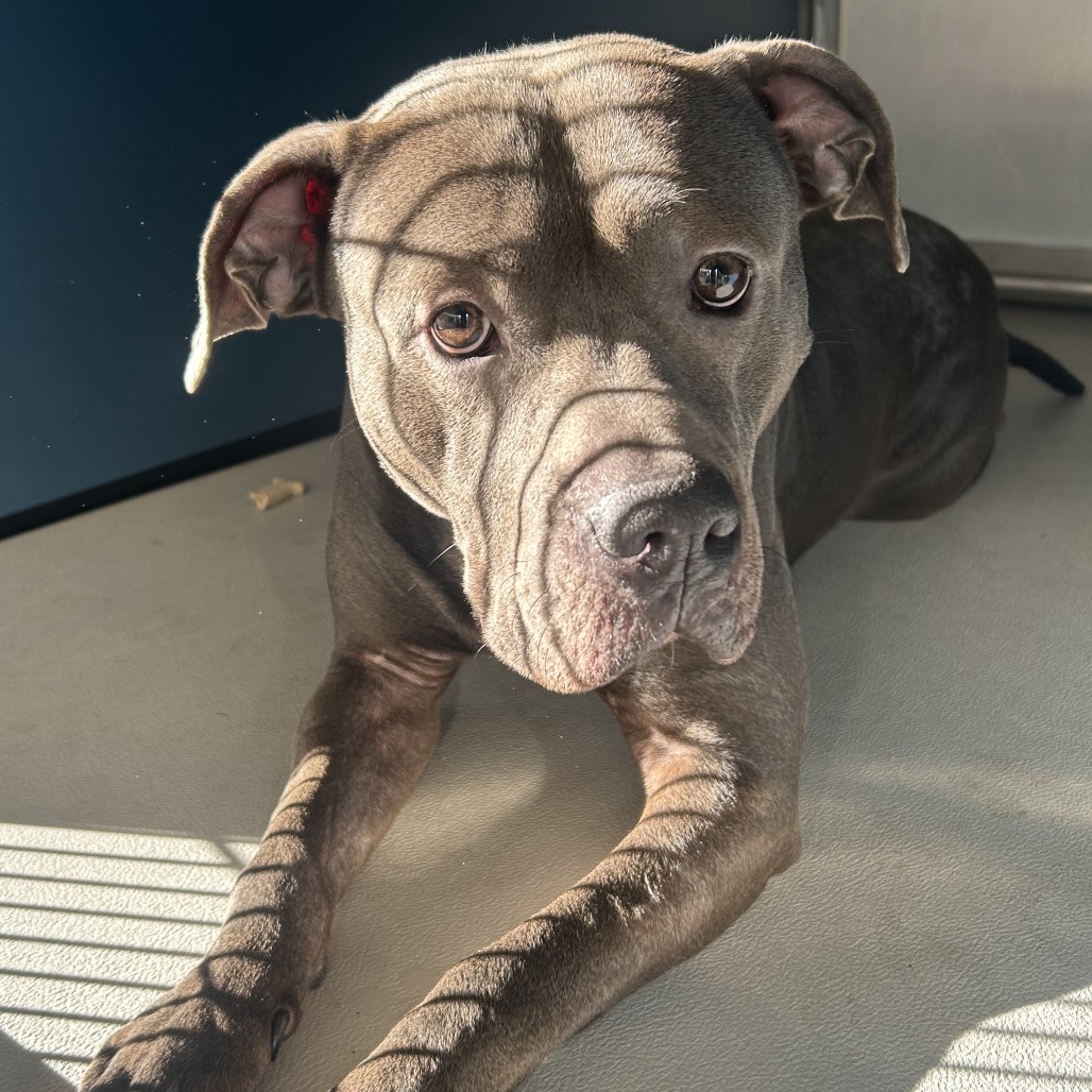 Shelter Stray Male Dog last seen , 328 Furman Hall Rd, Greenville, SC 29609, USA