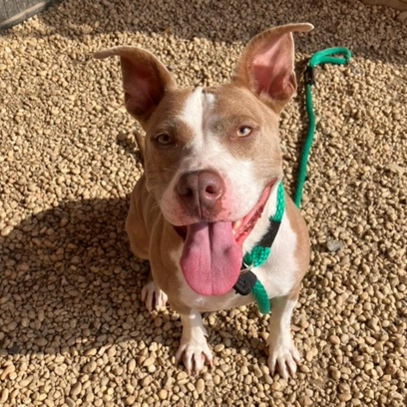 Shelter Stray Female Dog last seen , Animal Care & Control Team of Philly, 111 W Hunting Park Ave, Philadelphia, PA 19140, USA