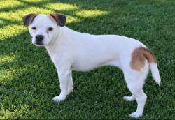 Lost Female Dog last seen Elm Street, Stockton Avenue, Moeser Lane, Fairmont Avenue, El Cerrito, CA 94530