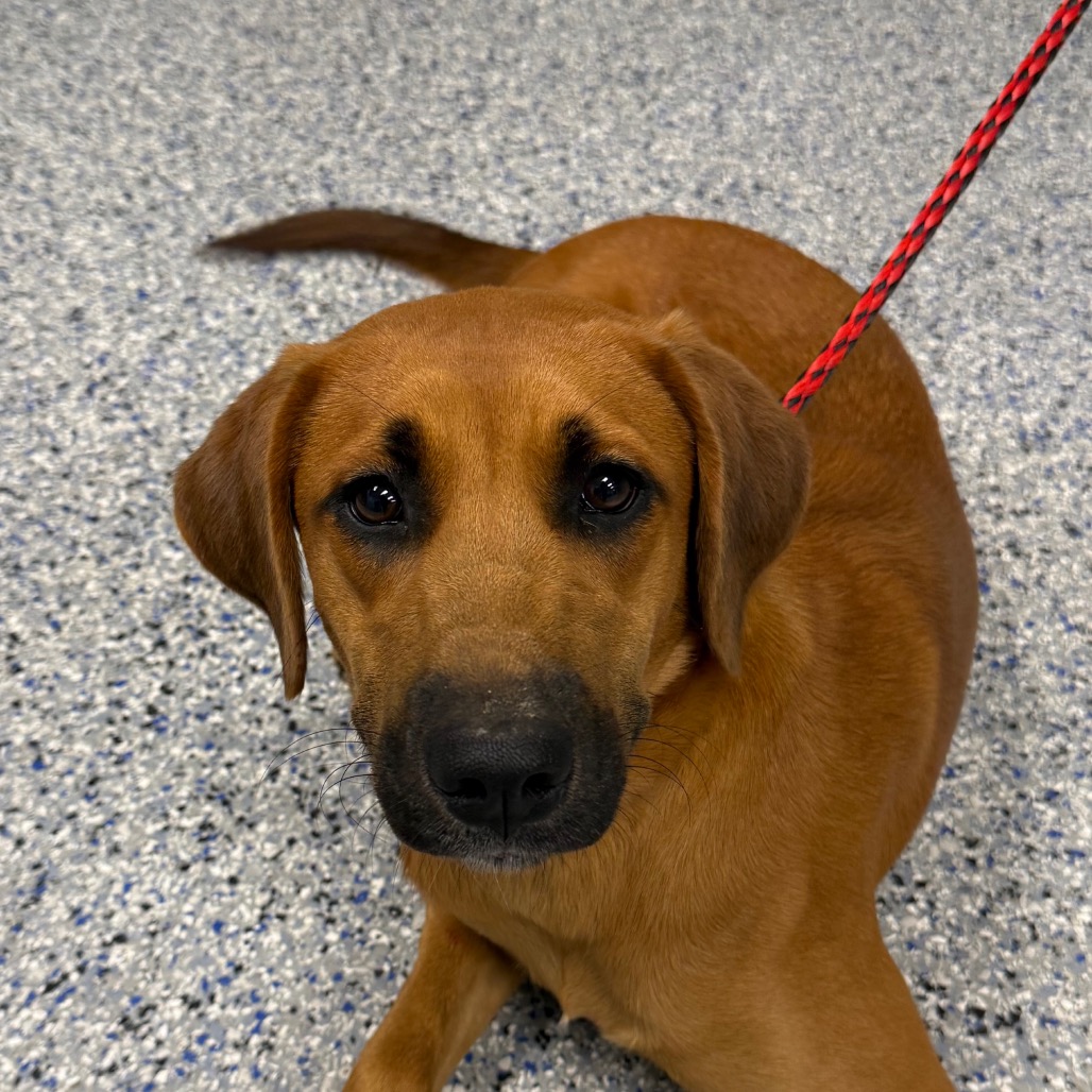 Shelter Stray Female Dog last seen , 328 Furman Hall Rd, Greenville, SC 29609, USA