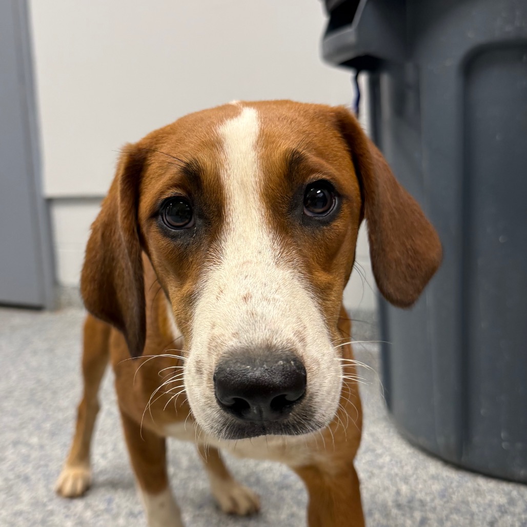 Shelter Stray Female Dog last seen , 328 Furman Hall Rd, Greenville, SC 29609, USA