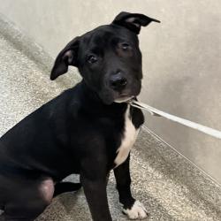 Shelter Stray Female Dog last seen , 8464 Beach Blvd, Jacksonville, FL 32216, USA