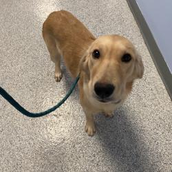 Shelter Stray Female Dog last seen , 2350 Appling City Cove, Memphis, TN 38133, USA