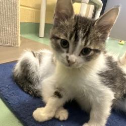 Shelter Stray Male Cat last seen , 2350 Appling City Cove, Memphis, TN 38133, USA