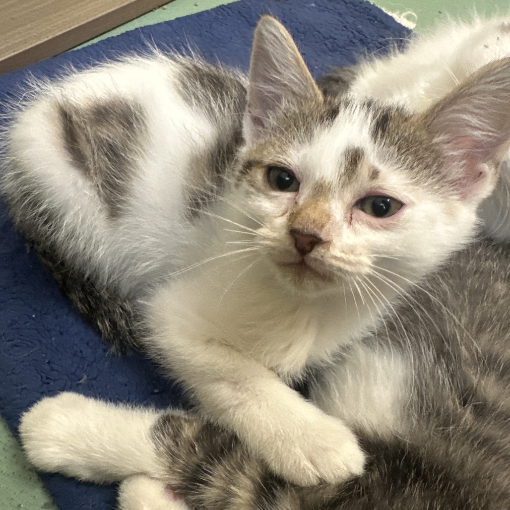 Shelter Stray Male Cat last seen , 2350 Appling City Cove, Memphis, TN 38133, USA