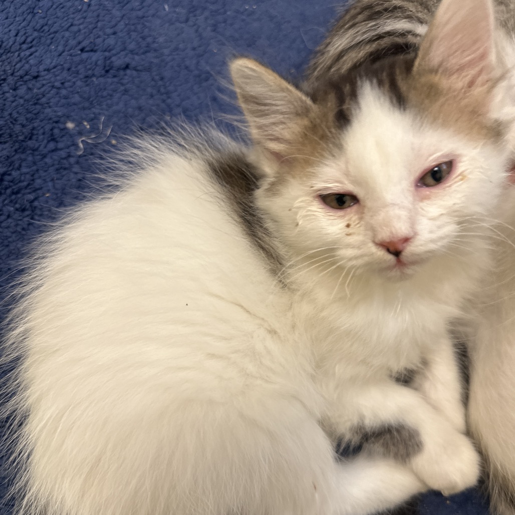 Shelter Stray Female Cat last seen , 2350 Appling City Cove, Memphis, TN 38133, USA