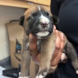Shelter Stray Female Dog last seen , 2350 Appling City Cove, Memphis, TN 38133, USA