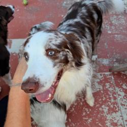 Reunited Male Dog last seen Lake, Killeen, TX 76543