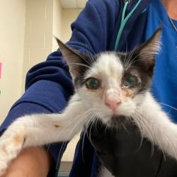Shelter Stray Male Cat last seen , 2350 Appling City Cove, Memphis, TN 38133, USA