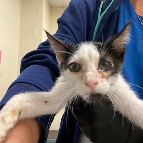 Shelter Stray Male Cat last seen , 2350 Appling City Cove, Memphis, TN 38133, USA