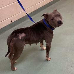 Shelter Stray Female Dog last seen , 2350 Appling City Cove, Memphis, TN 38133, USA