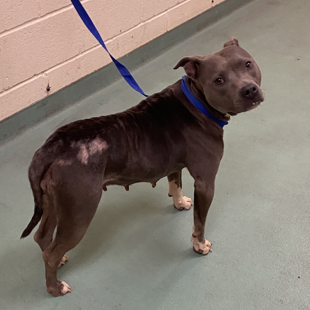 Shelter Stray Female Dog last seen , 2350 Appling City Cove, Memphis, TN 38133, USA