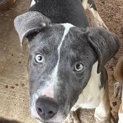 Shelter Stray Male Dog last seen , 141 Canna Ln, Lake Jackson, TX 77566, USA
