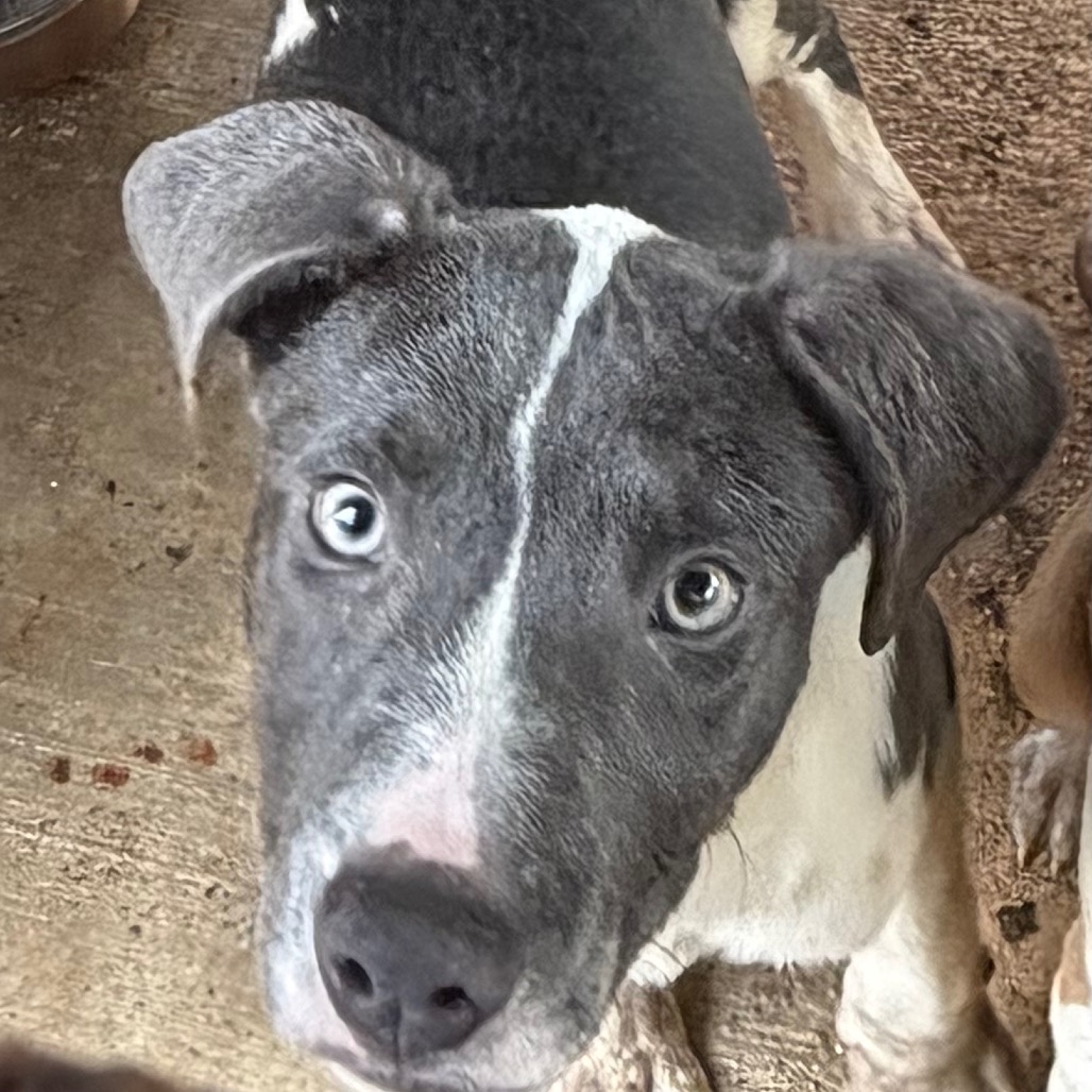 Shelter Stray Male Dog last seen , 141 Canna Ln, Lake Jackson, TX 77566, USA