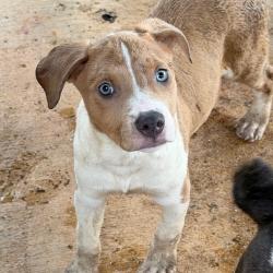 Shelter Stray Female Dog last seen , 141 Canna Ln, Lake Jackson, TX 77566, USA