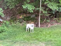 Reunited Male Dog last seen Clifton Rd. and Winners Circle, Fairfax Station, VA 22039