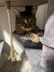 Lost Male Cat last seen maplewood st, Springfield, MO 65807