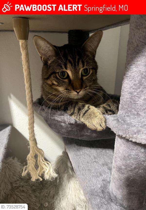 Lost Male Cat last seen maplewood st, Springfield, MO 65807
