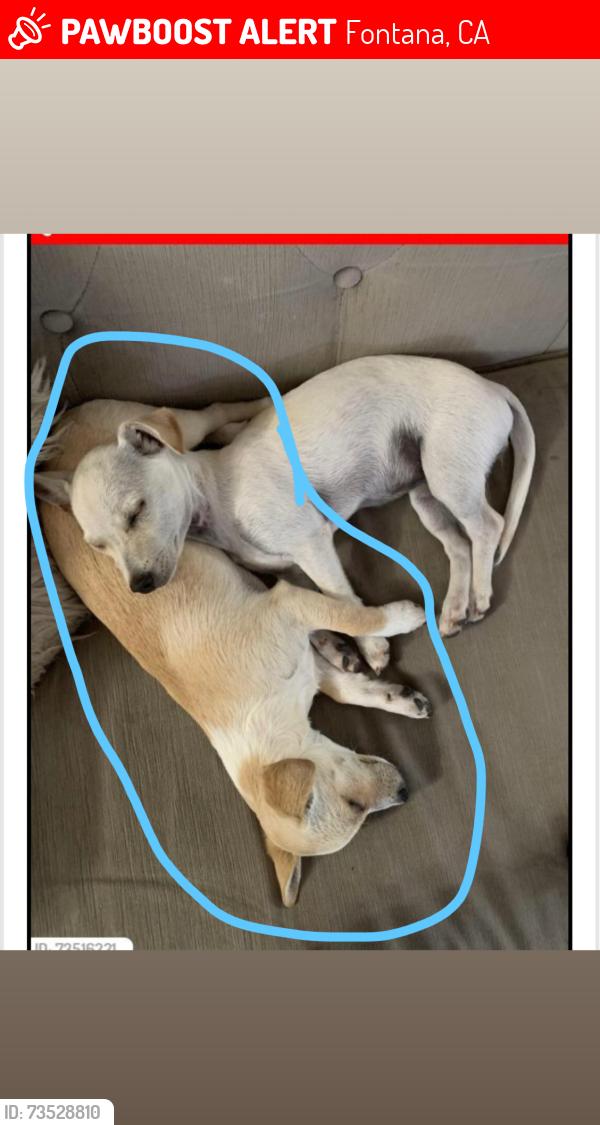 Lost Female Dog last seen Arrow & sierra, Fontana, CA 92335