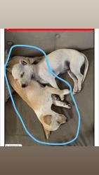 Lost Female Dog last seen Arrow & sierra, Fontana, CA 92335