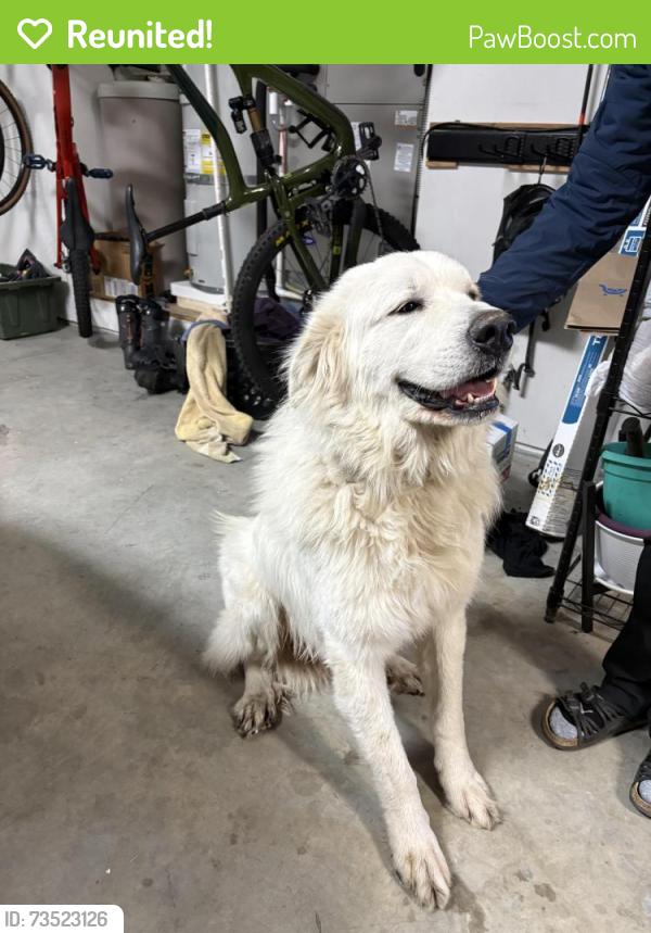 Reunited Male Dog last seen Old Naches road and highway 12, Naches, WA 98937