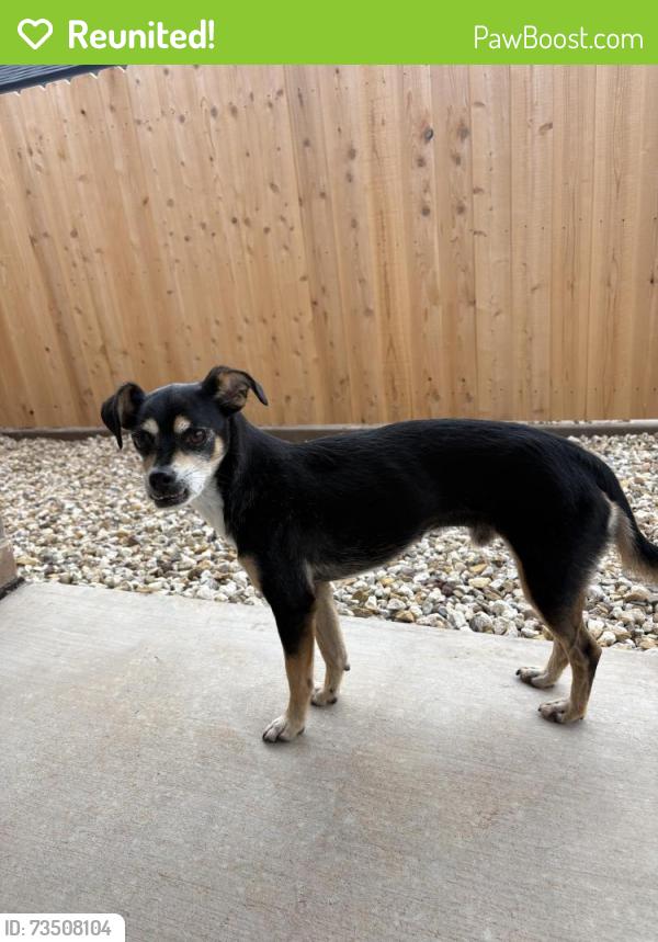 Reunited Male Dog last seen 16th Street and Corpus Avenue, Wolfforth, TX 79382