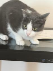 Reunited Female Cat last seen Near sw 38th lane, Cape Coral, FL 33914