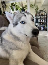 Lost Male Dog last seen 9th and oak st, Bloomington, CA 92316